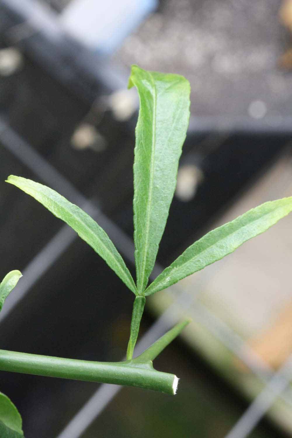              Trifoliolate leaf (Riverside, CA)       
